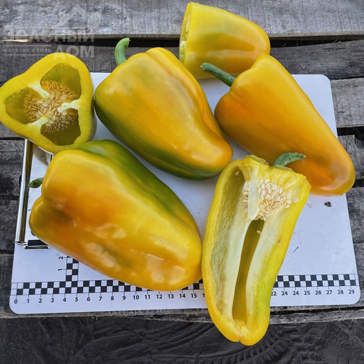 Санта F1 / Santa F1,60 днів фото 3