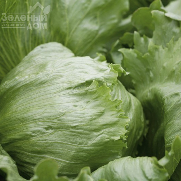 Платінас / Platinas фото 1