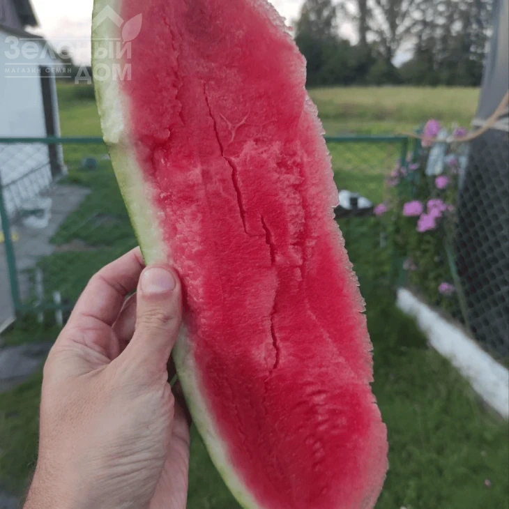 Эксплорер F1 / Eksplorer F1  фото 2