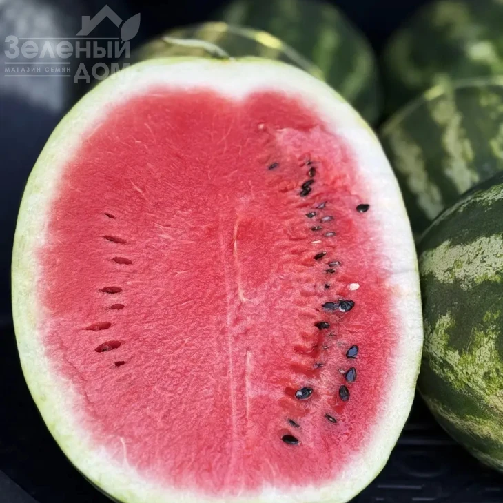 Атакан F1 / Atakan F1 фото 2