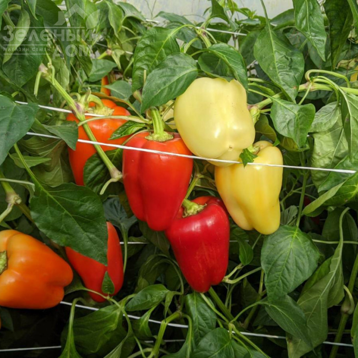 Спартако F1 / Spartako F1, 65-70 днів фото 1