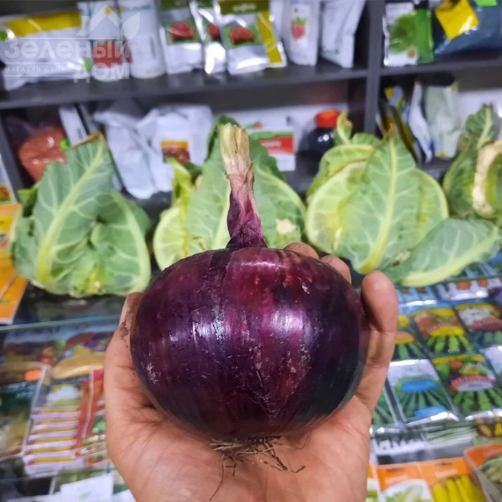 Дарко F1 / Darko F1,110-115 дней фото 2