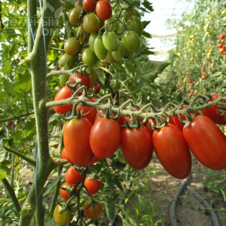 Тути-Фрути F1 / Tutti-Frutti F1,65-70 дней фото 2