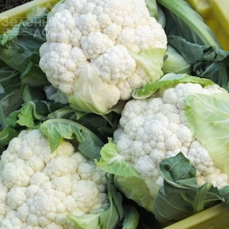 Корлану F1 / Korlanu F1,75 дней фото 1