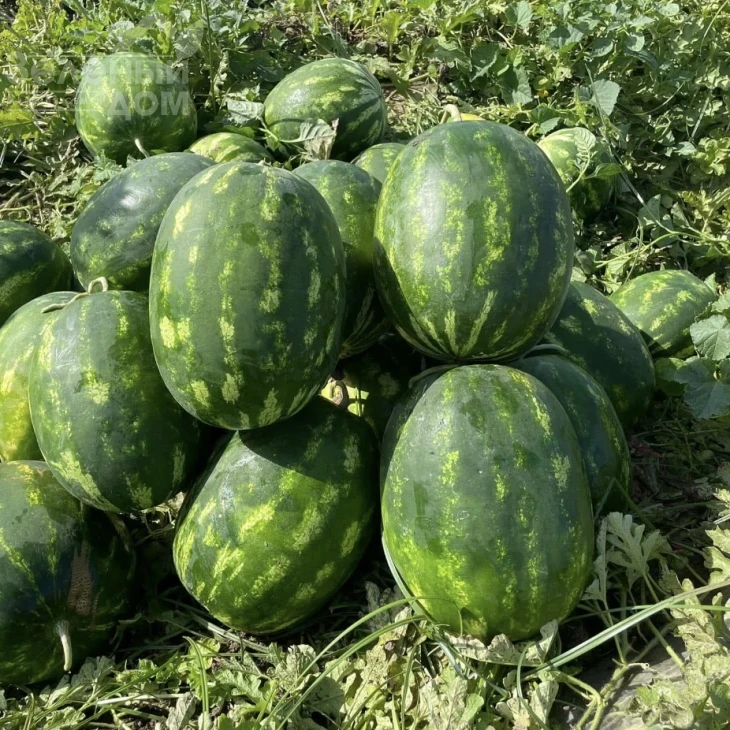 Паблос F1 / Pablos F1, 62-65 дней фото 1