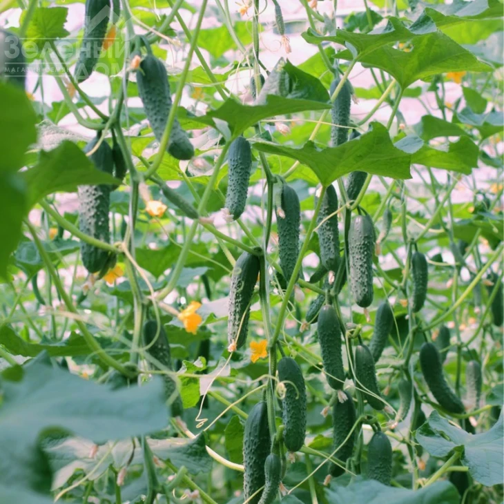 Седрик F1 / Cedrik F1,40-45 дней фото 2