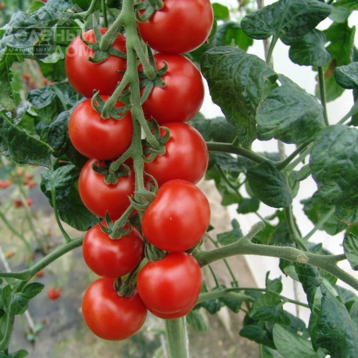 Спенсер / Spenser фото 1