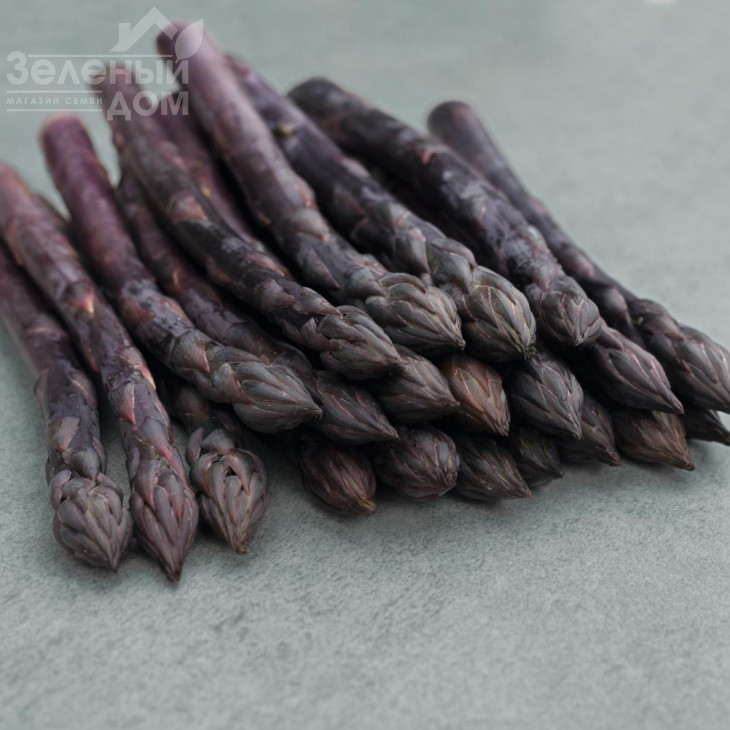 Ерасмус F1 / Erasmus F1 фото 1