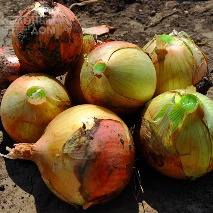 Команч F1 / Comanche F1, 80-85 дней фото 1