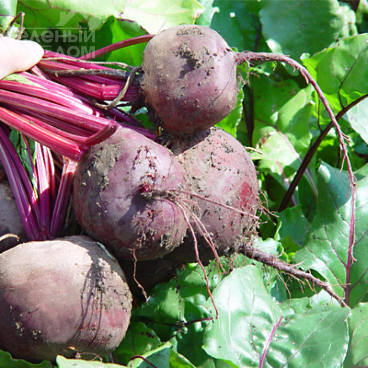 Болтарді / Boltardy,100-110 днів фото 2