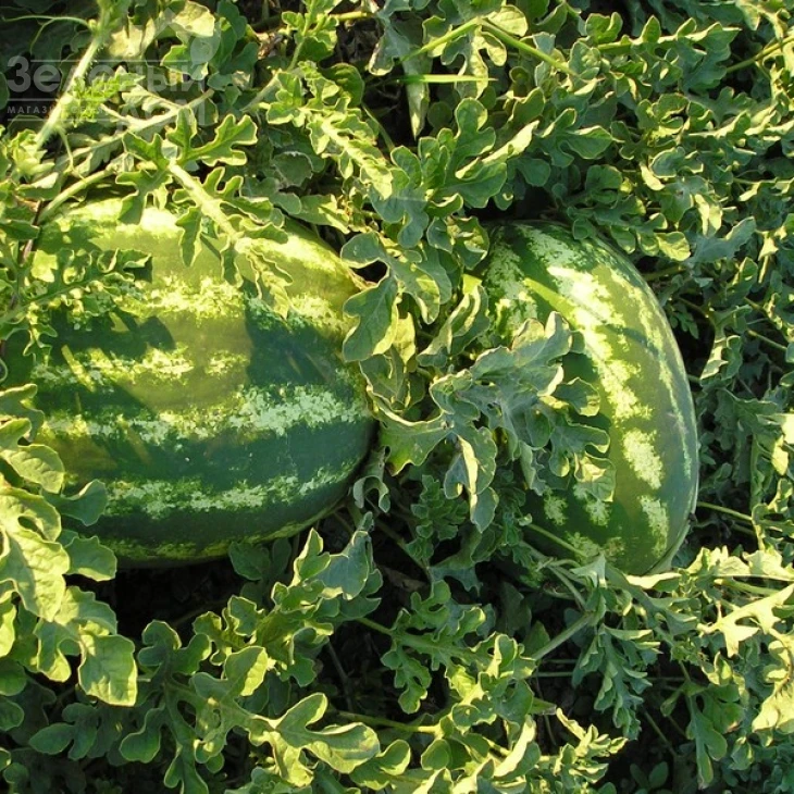 Мэдисон F1 / Medison F1,64-68 дней фото 1