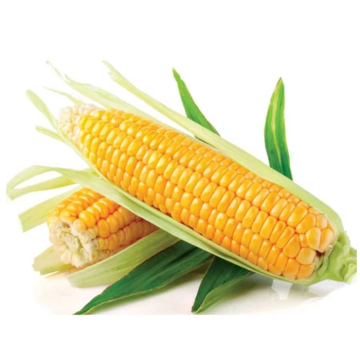 Перфекта F1 / Perfecta F1,85-90 дней фото 1