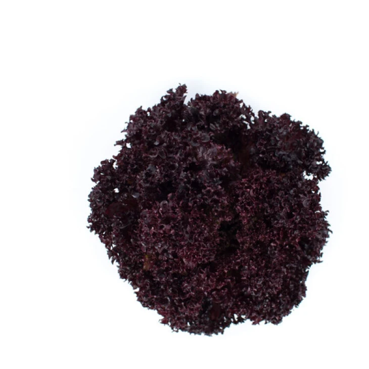 Сенсибель / Cencibel фото 3