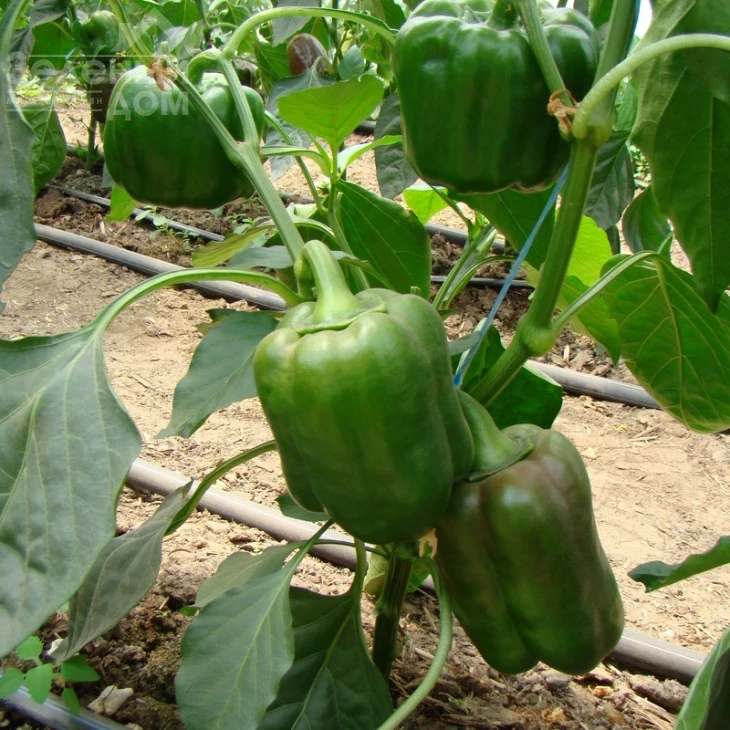 Соломон F1 / Solomon F1,65-70 дней фото 3