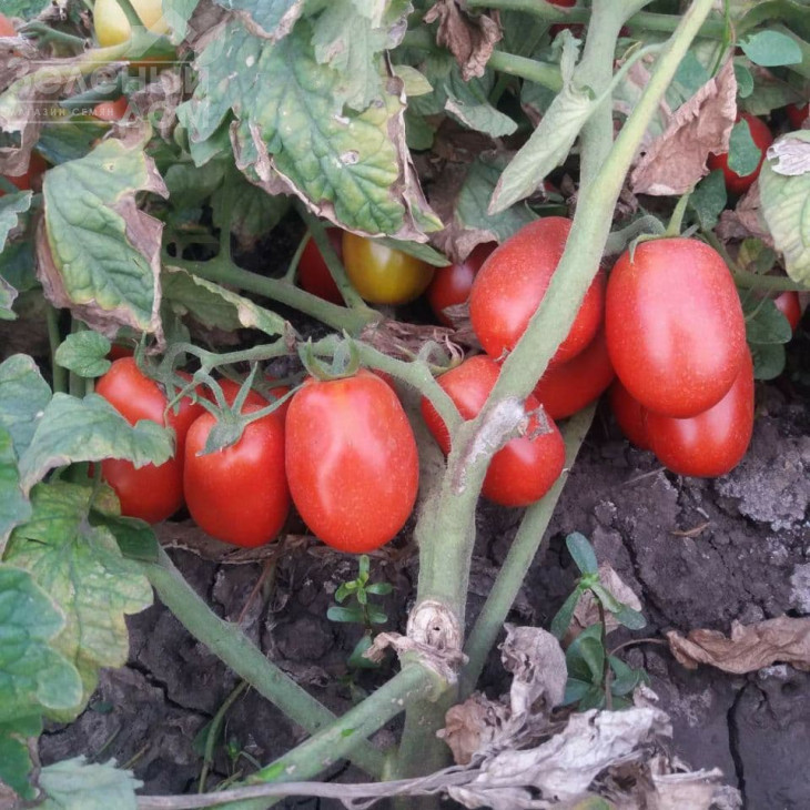 ВТ 053 F1 / BT 053 F1,80 днів фото 2