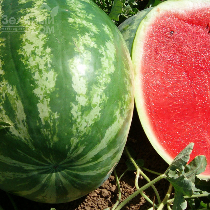 Ау Продюсер / AU Producer, 70-75 днів фото 1