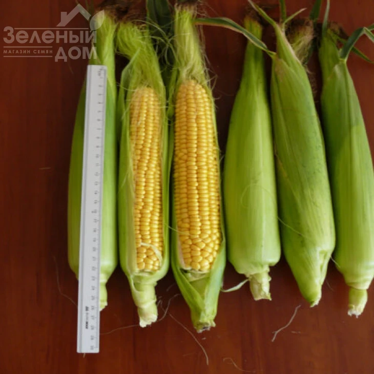 Раннее Наслаждение F1 / Rannee Naslazhdenie F1,68 дней фото 2