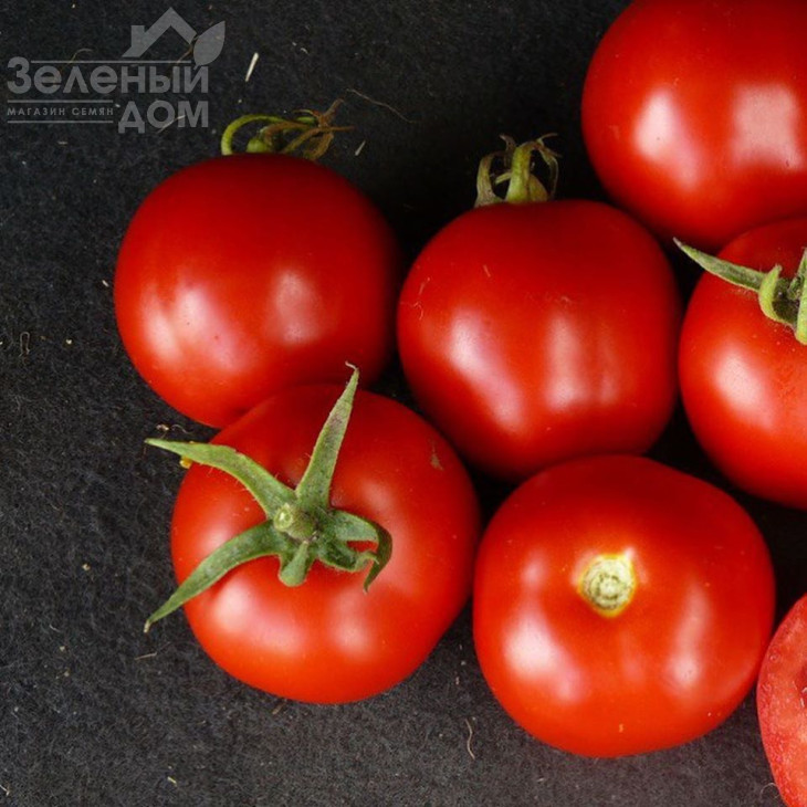 Шаста F1 / Shasta F1,85 днів фото 2