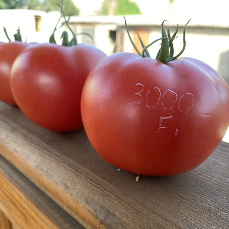 ТЛ 30002 F1 / TL 30002 F1, 60-65 дней фото 3