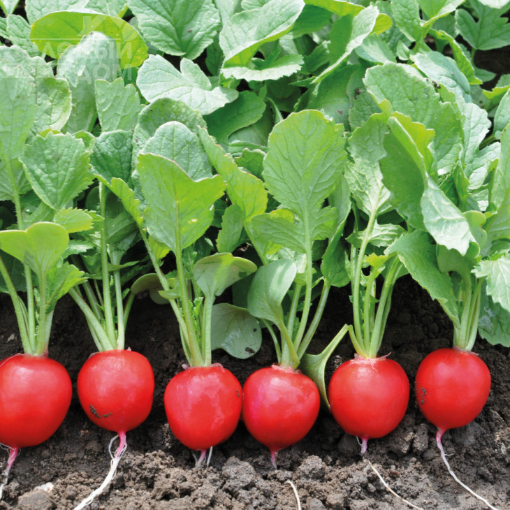 Преліто F1 / Prelito F1,20-22 дні фото 1