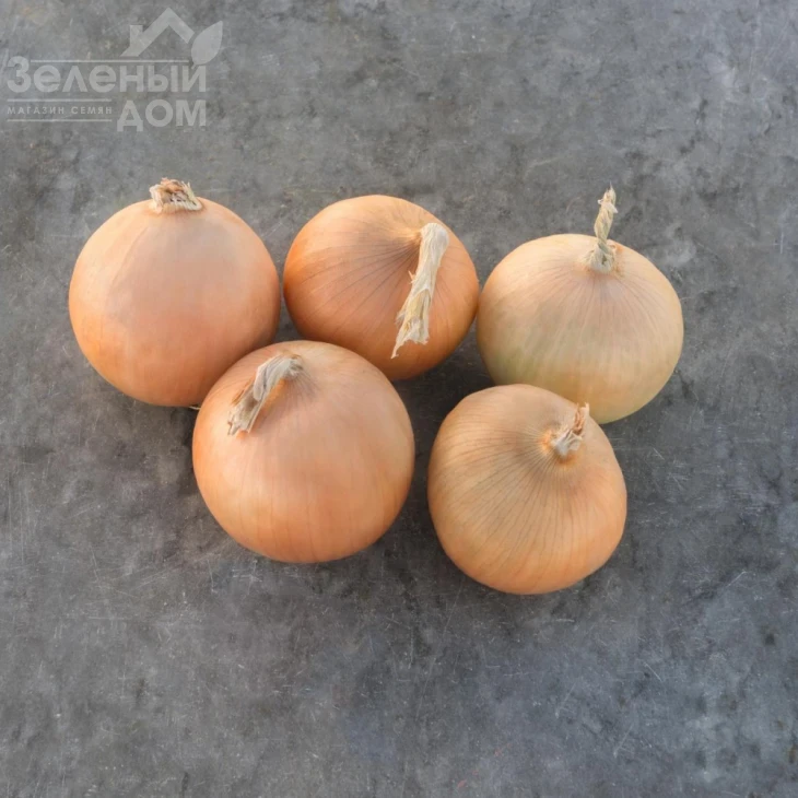 Радар / Radar,250-260 дней фото 1