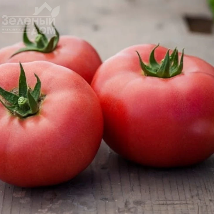 Мамстон F1 / Mamston F1,58-60 дней фото 4