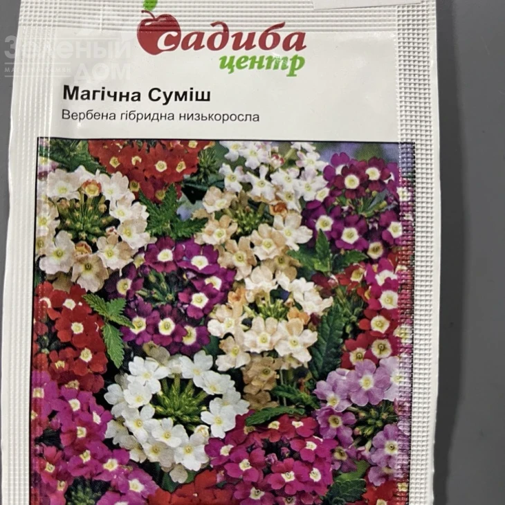 Вербена гибридная Магическая (смесь) фото 1