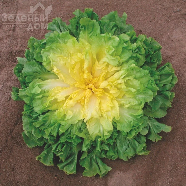 Куартана / Cuartana фото 2