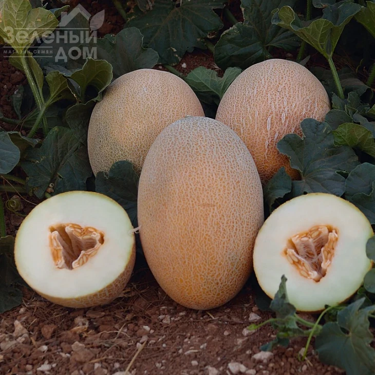 Оксана F1 / Oksana F1,65-70 дней фото 1