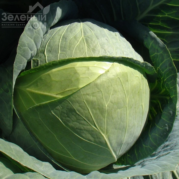 Капорал F1 / Kaporal F1,85-100 дней фото 1