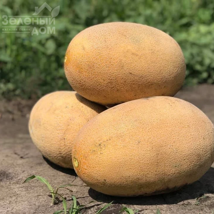 Раймонд F1 / Raymond F1,75 дней фото 1