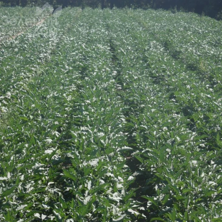 Каранта F1 / Karanta F1,60-65 дней фото 6