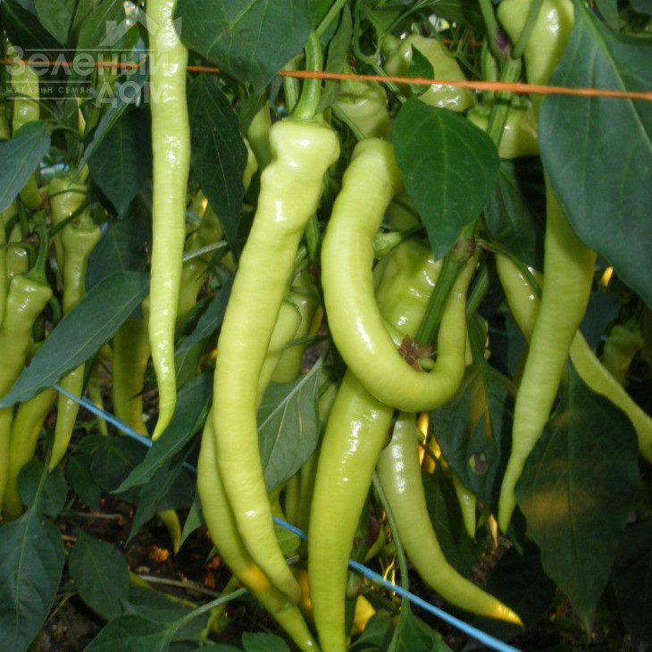 Огнівец / Ohnivec,70-75 днів фото 2