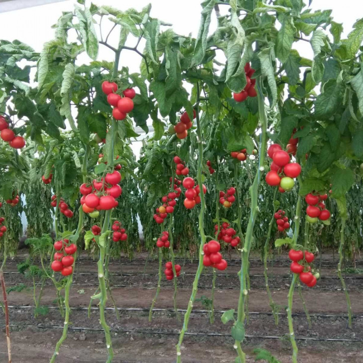 Маско F1 / Masco F1,75 днів фото 7