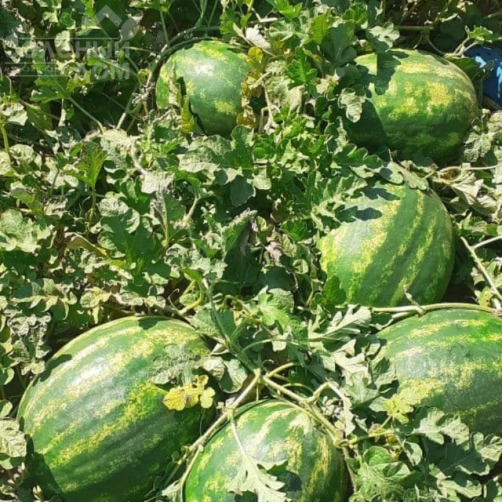 Селест  F1 / Selest F1, 70-75 дней фото 2