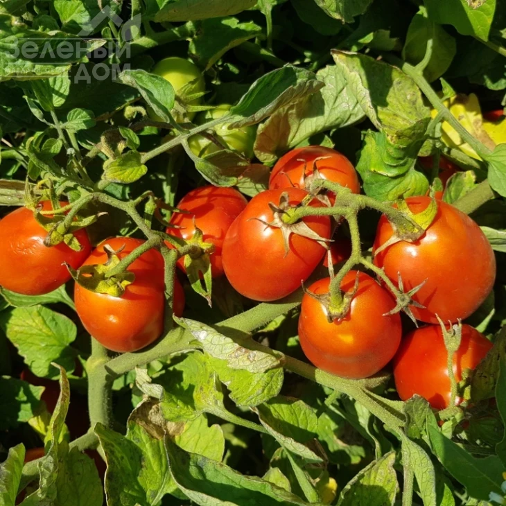 Рекордсмен F1 / Recordsman F1, 115-120 дней фото 5