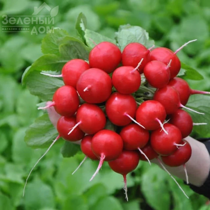 Диего F1 / Diego F1,22-23 дня фото 1