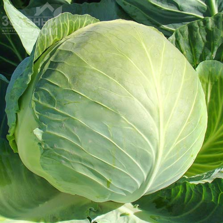 Харківська зимова / Kharkovskaya zymova фото 1