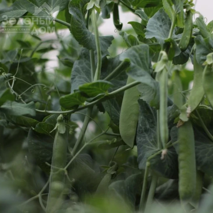 Роялсайз / Royalsayz фото 8