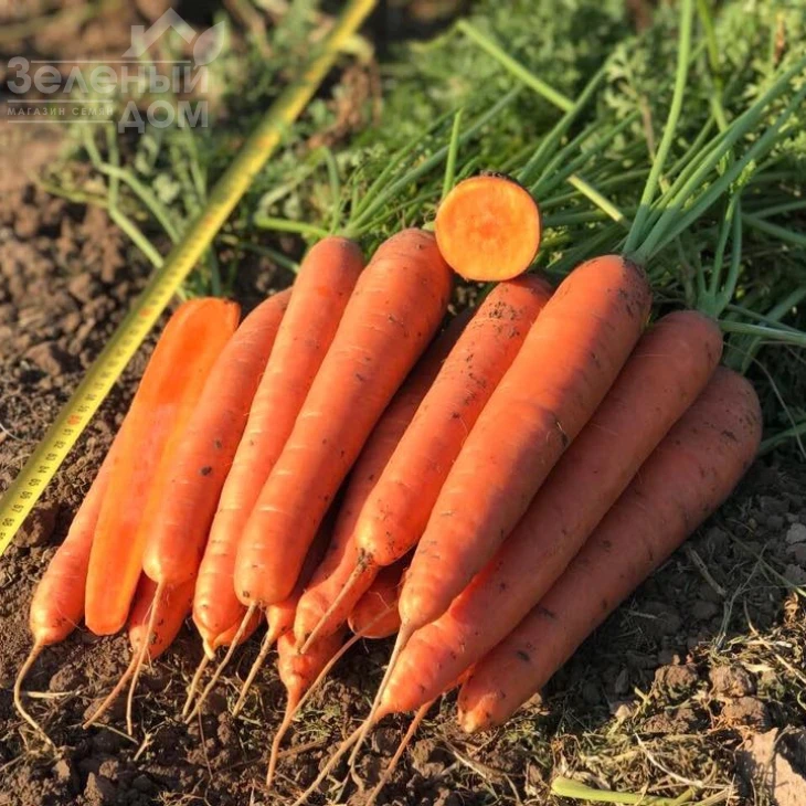 Олимпо F1 / Olimpo F1,115-25 дней фото 1