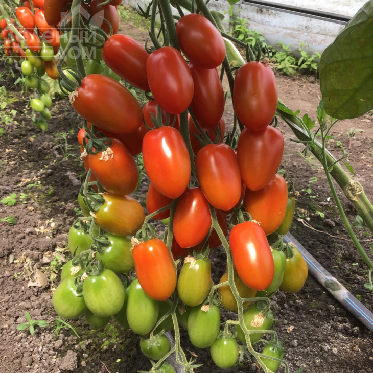 Корбін F1 / Korbin F1 фото 1