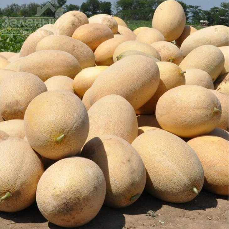 Ребекка F1 / Rebekka F1,67-71 день фото 1