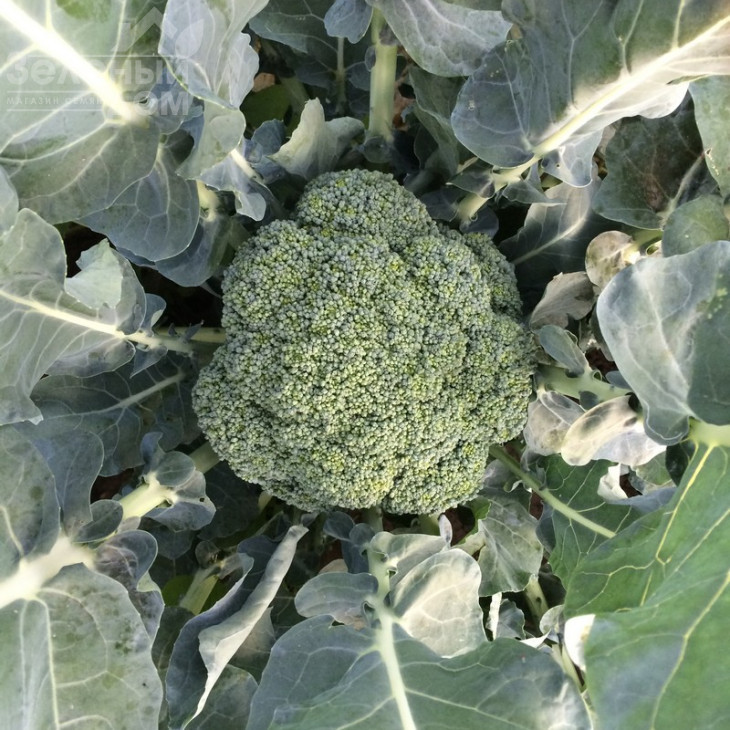 Корато F1 / Korato F1 фото 3