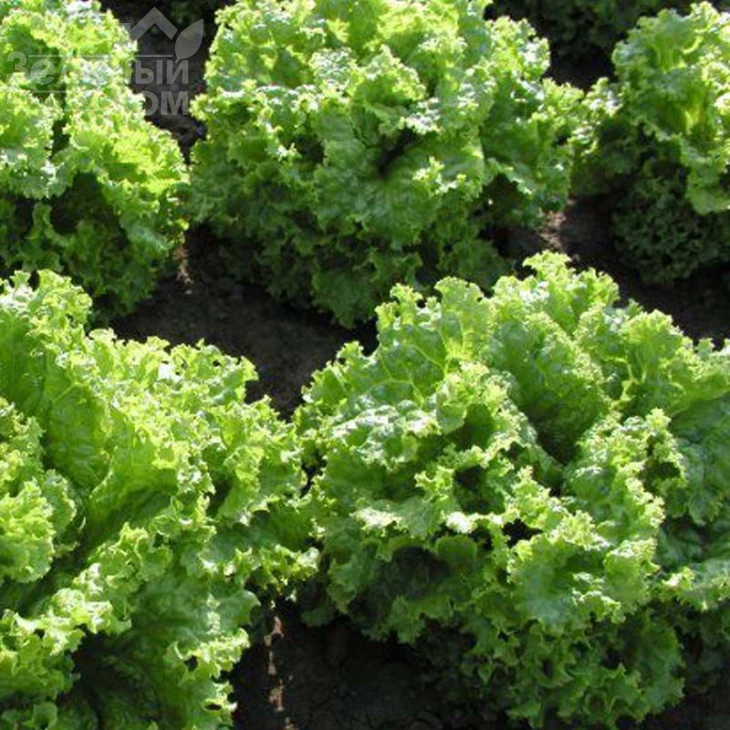 Пражан / Prajan фото 1