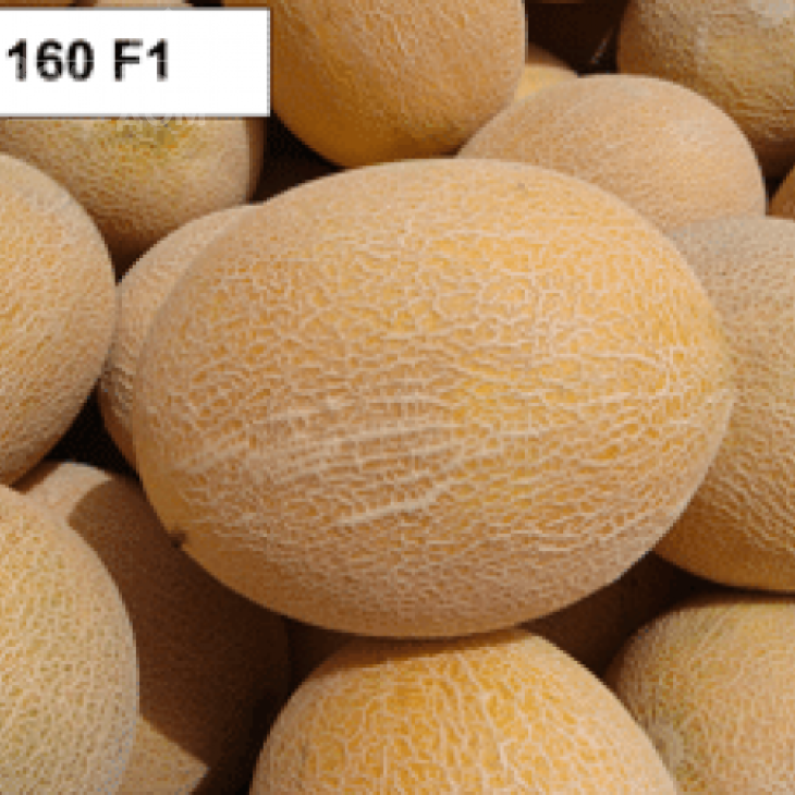 ЮГ 160 F1 / UG 160 F1 фото 1