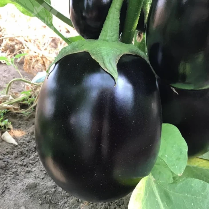 Рафаэла F1 / Rafaela F1, 65 дней фото 1