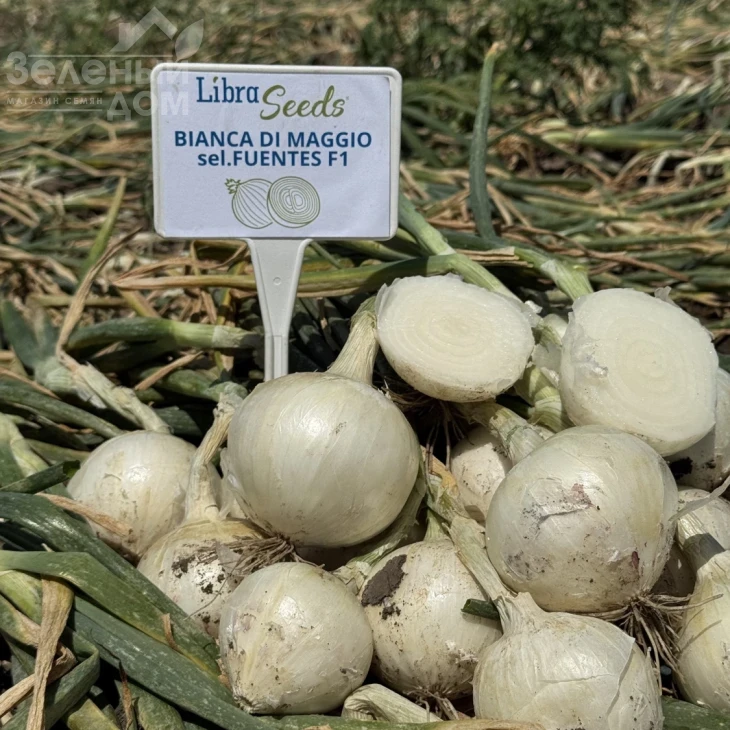 Бьянка F1 / Bianca F1, 275-280 дней фото 2