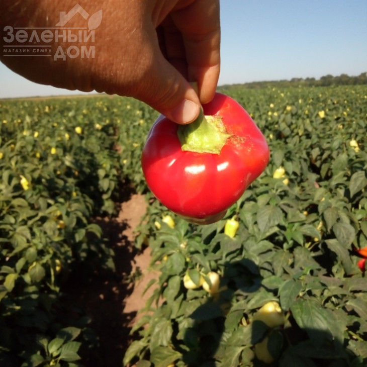 Фіджі F1 / Fidzhi F1,62-65 днів фото 5