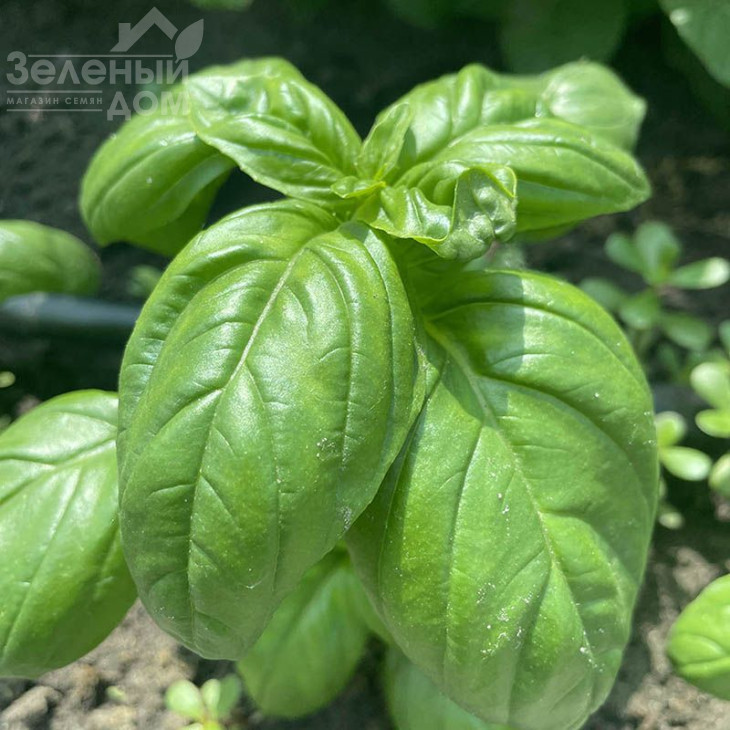 Грін Дом / Grin Dom фото 3