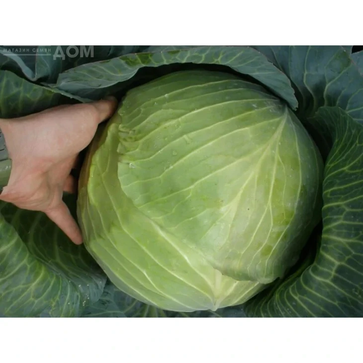 Портоза F1 / Portoza F1,100-120 дней фото 1